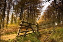Wooden Fence In Autumn Forest
