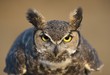 © Designpics - Portrait of great horned owl