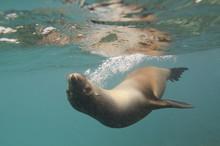 Portrait Of Sea Lion Swimming Under Water