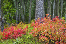 Autumn Colours In Mount Hood National Forest; Oregon, United States Of America