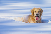 A Dog Playing In The Deep Snow; Spruce Grove, Alberta, Canada