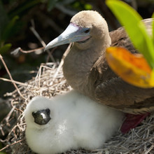 A Red-Footed Booby (Sula Sula) With A Chick In Her Nest; Galapagos, Equador