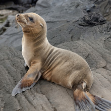 A Fur Seal (Otariidae) Sitting On A Rock; Galapagos, Equador