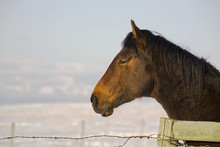 Side View Of A Brown Horse In A Paddock