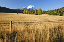 Autumn Colours And Mount Hood In Hood River Valley; Oregon, United States Of America