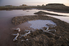 Animal Bones And Dried Salt Deposits On The Outskirts Of Siwa At The Siwa Oasis; Siwa, Egypt