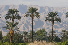 Palm Trees At Sunset With Desert Mountain Range In The Distance With Blue Sky; Palm Springs, California, United States Of America