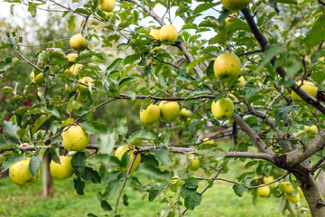 Wall Mural - Delicious Golden apple trees