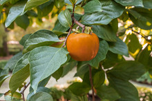 Ripe Persimmon Fruit Hanging Between Green Leaves