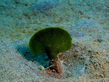 Green alga, Island Bali, Puri Jati