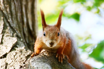 Meeting with a squirrel in the autumn park.