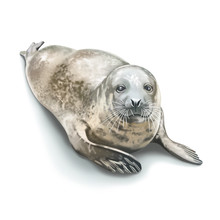 Seal  Water Animal