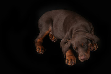 Little brown Doberman puppy sleeping sweetly on a black backgrou