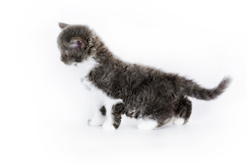 Wall Mural - kitten Selkirk Rex on white background gray-white color