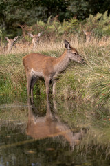 Wall Mural - red deer hind standing in water beside river bank with reflection in the water.