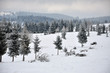 © salajean - Fairy winter landscape with fir trees