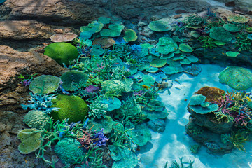 Beautiful coral in underwater with colorful fish.