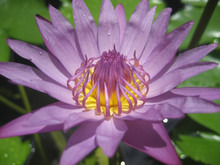 Purple Lotus Flower Blossom With Raindrops