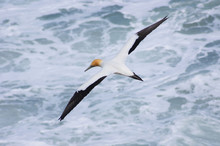 Gannet Bird Flying Over Water
