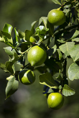 Wall Mural - ripening fruits lemon tree close up shot