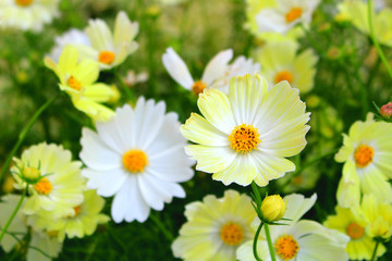 Wall Mural - Cosmos flower