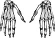 © unorobus - Vintage image hand bones