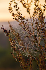 cobwed with morning dew