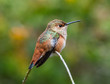 Orange Hummingbird