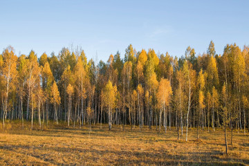 Wall Mural - Autumn birch trees with yellow leaves with blue sky in the park. Sunset light shines on the trees.