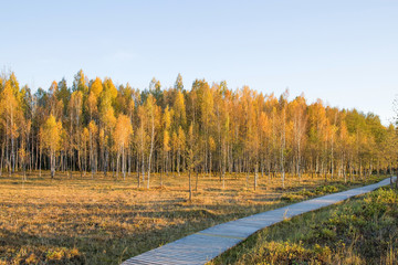 Wall Mural - Autumn birch trees with yellow leaves with blue sky in the park. Sunset light shines on the trees.
