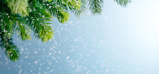 fir branch in snow