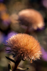 Wall Mural - Autumn aster seeds