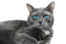 Gray Cat With Beautiful Blue Eyes A White Background Isolated