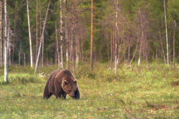 Wall Mural - big male bear walking in the bog on a summer evening