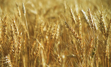 Ears Of Golden Wheat