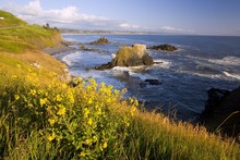 Wildflowers Along Coast, Yaquina Head, Oregon, USA