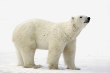 Polar Bear  On Snow