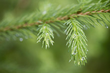 Water Drops On The Branch Of A Pine Tree;Lake Of The Woods Ontario Canada