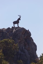 Monument To Cabra Hispanica, The Spanish Mountain Goat At Mirador De Puerto Rico; Ojen, Malaga, Andalusia, Spain