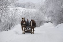 A Horse Drawn Sleigh Ride Through The Snow; Cowansville, Quebec, Canada