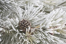 Calgary, Alberta, Canada; Frost Covered Pine Needles And A Pine Cone