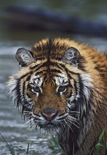 Portrait Of Wet Siberian Tiger, Panthera Tigris Tigris