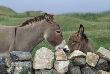 Donkeys By Stone Fence; Ballyconneely, County Galway, Ireland