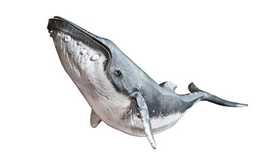 humpback whale on an isolated white background. 3d rendering