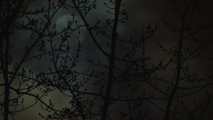 Wall Mural - Bright full moon on cloudy night with tree branches in foreground time lapse.