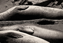 Elephant Seals, Piedras Blancas Elephant Seal Rookery, San Simeo