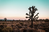 Fototapeta Sawanna - Mojave Desert near Route 66 in California