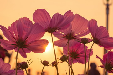 cosmos flowers blooming in the garden