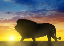 Silhouette Of A Lion At Sunset