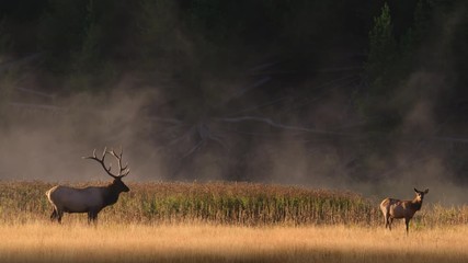 wide shot of elk in meadow at yellowstone national park